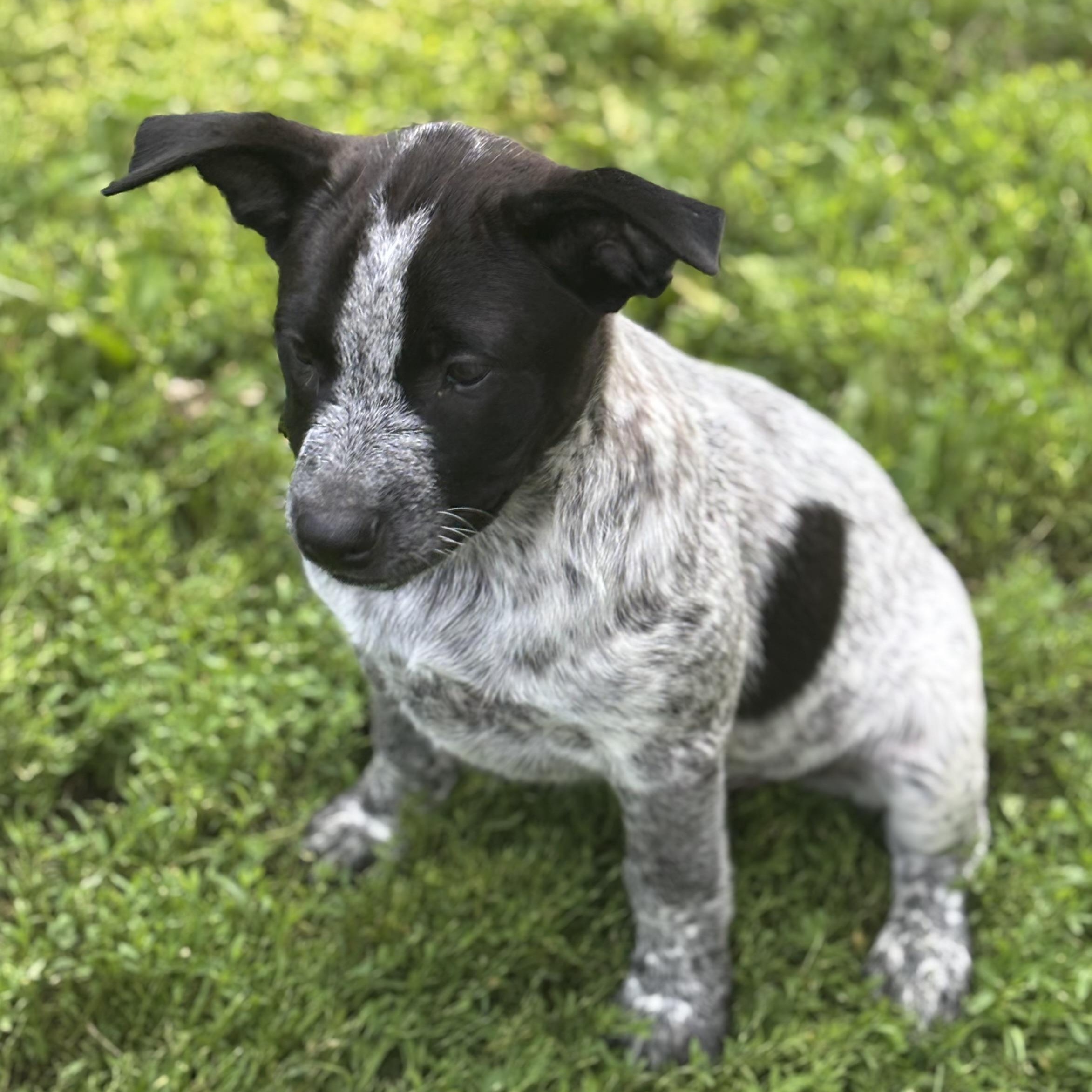 Sugar Cube, a Adoptable mixed breed in Albany, NY image 2/6