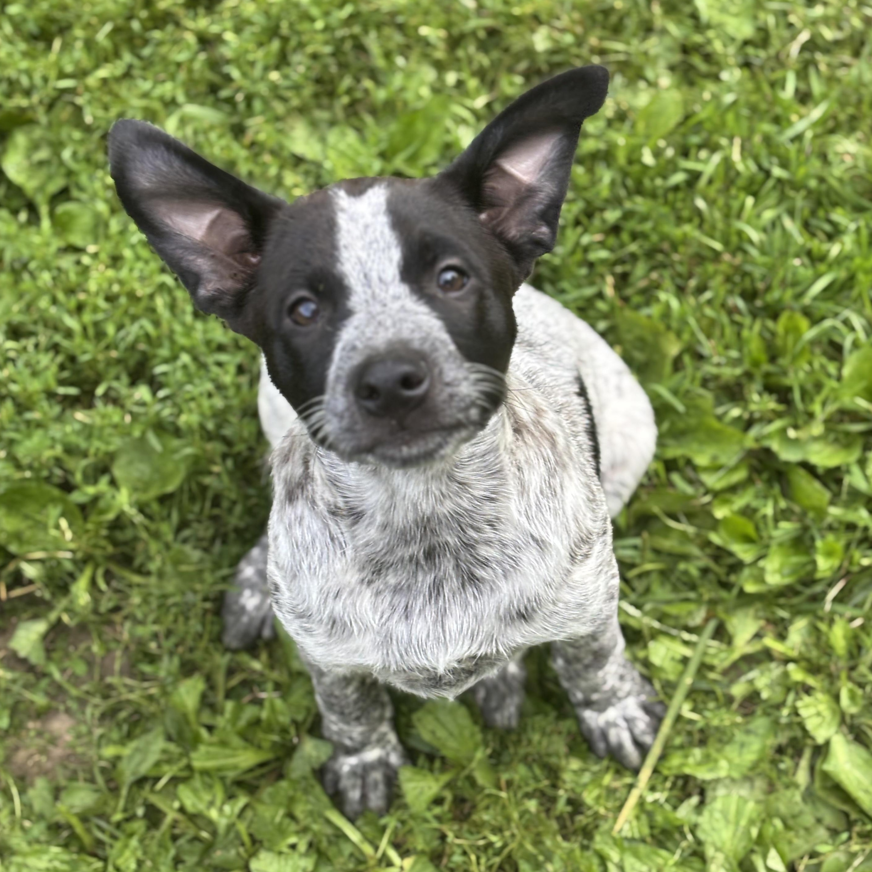 Sugar Cube, a Adoptable mixed breed in Albany, NY image 3/6