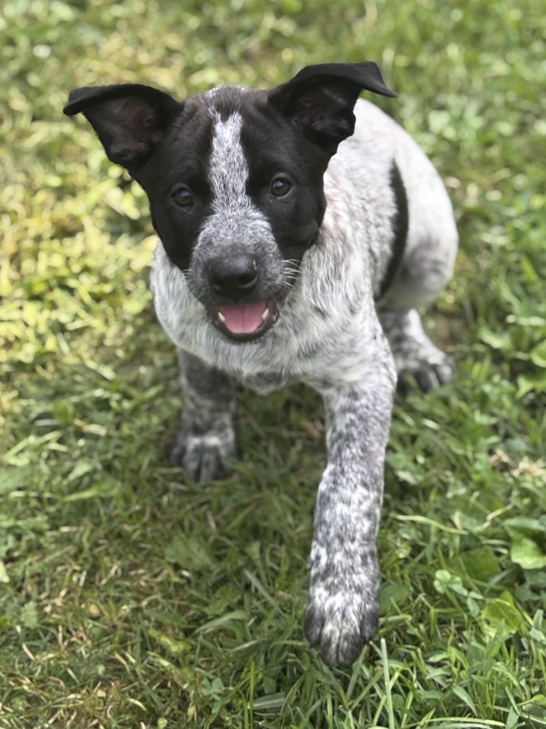 Sugar Cube, a Adoptable mixed breed in Albany, NY image 6/6