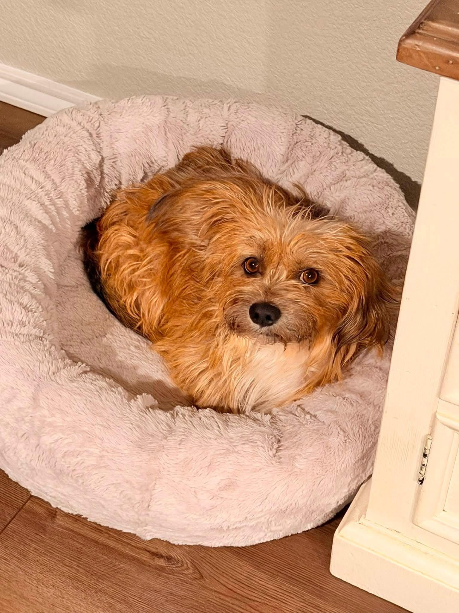 Dax, an adopted mixed breed in Coppell, TX image 6/6