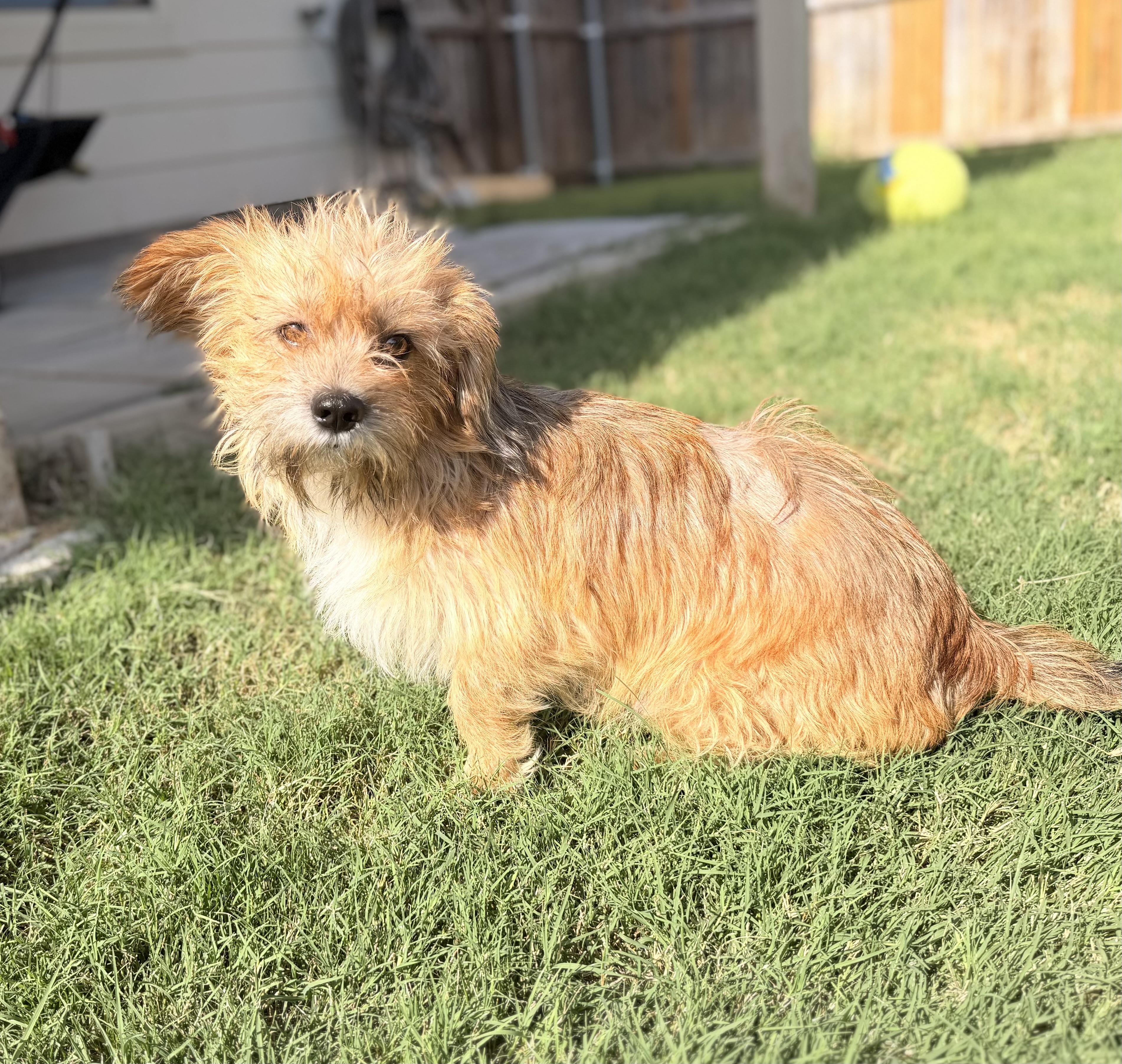 Dax, an adopted mixed breed in Coppell, TX image 2/6