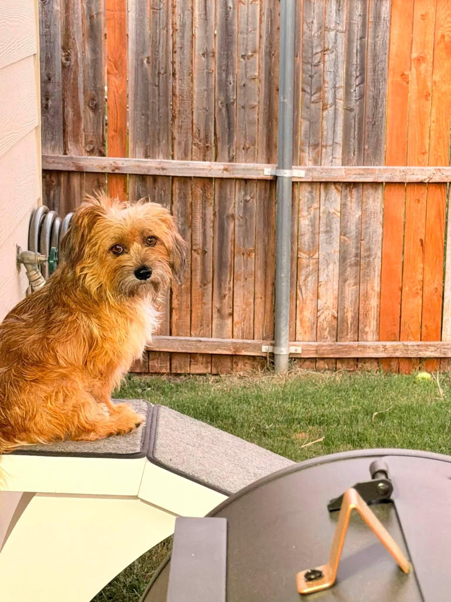 Dax, an adopted mixed breed in Coppell, TX image 4/6