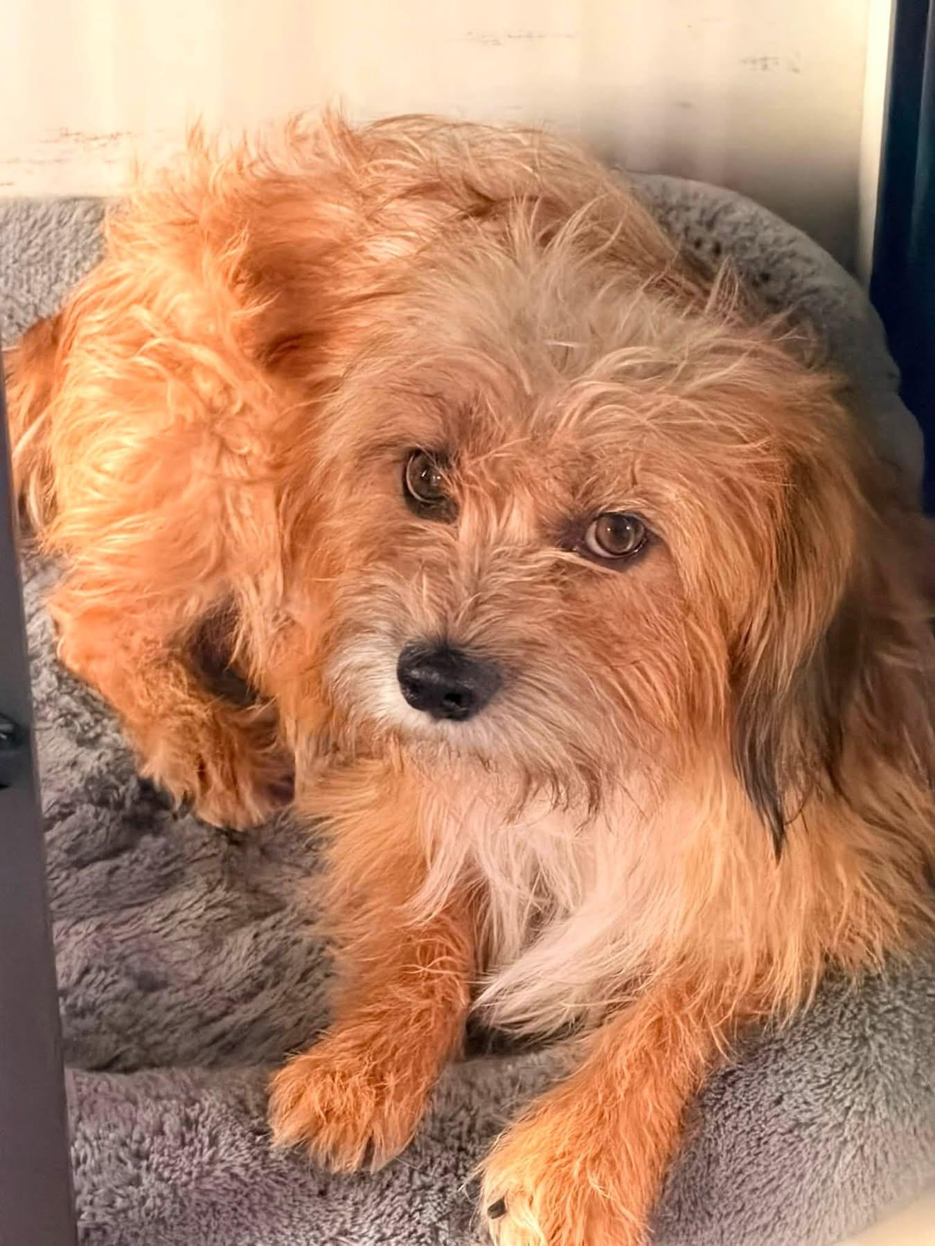 Dax, an adopted mixed breed in Coppell, TX image 1/6