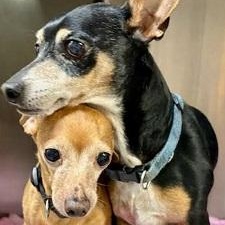 Enlarge Peppa, a ADOPTABLE Chihuahua in Dripping Springs, TX image 3/4