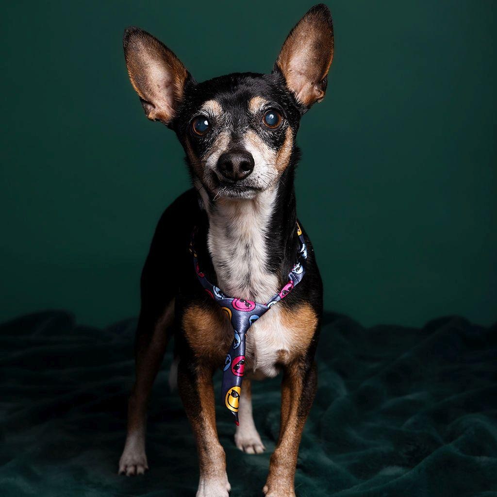 Peppa, Adoptable, Adult Male Chihuahua.