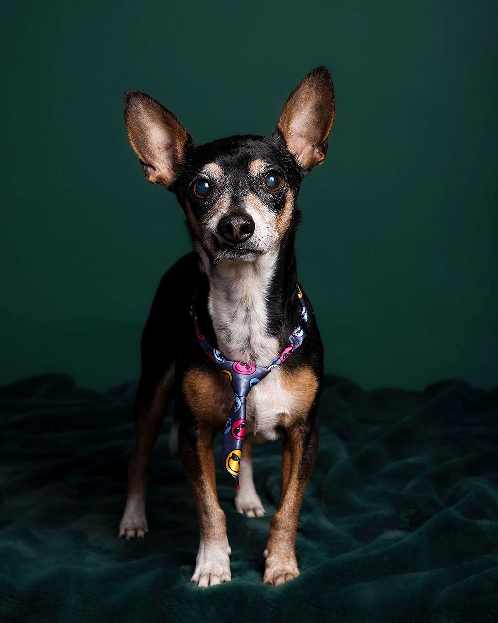 Enlarge Peppa, a ADOPTABLE Chihuahua in Dripping Springs, TX image 5/5