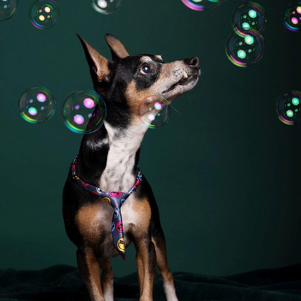 Enlarge Peppa, a ADOPTABLE Chihuahua in Dripping Springs, TX image 1/5
