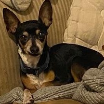 Enlarge Peppa, a ADOPTABLE Chihuahua in Dripping Springs, TX image 1/4