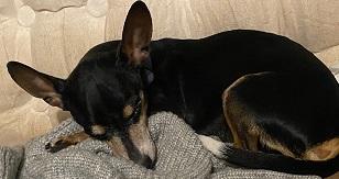 Enlarge Peppa, a ADOPTABLE Chihuahua in Dripping Springs, TX image 4/4