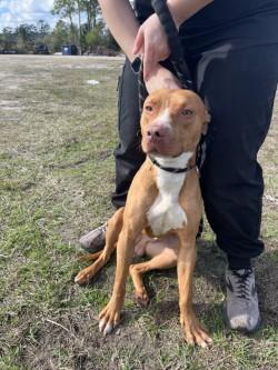 duke, adoptable, Young Male Pit Bull Terrier.