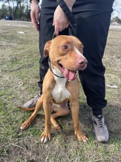 Enlarge duke, an adoptable Pit Bull Terrier in Woodbine, GA image 2/2