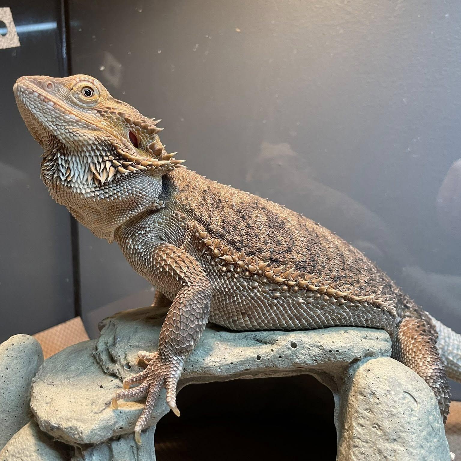 Enlarge Kotaro, an adopted Bearded Dragon in Durham, NC image 1/1