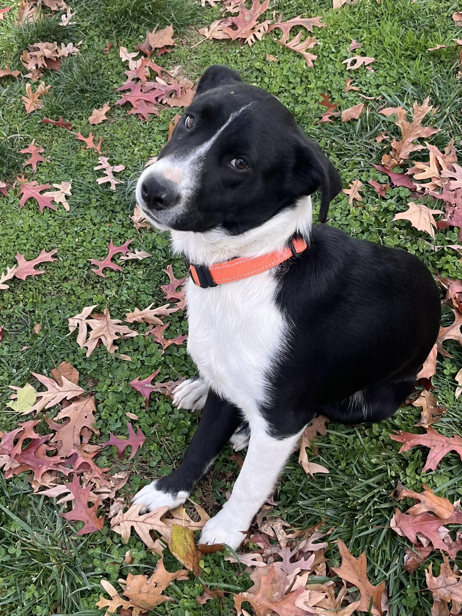 Enlarge Cosmo, a Adoptable mixed breed in Blackwood, NJ image 1/3