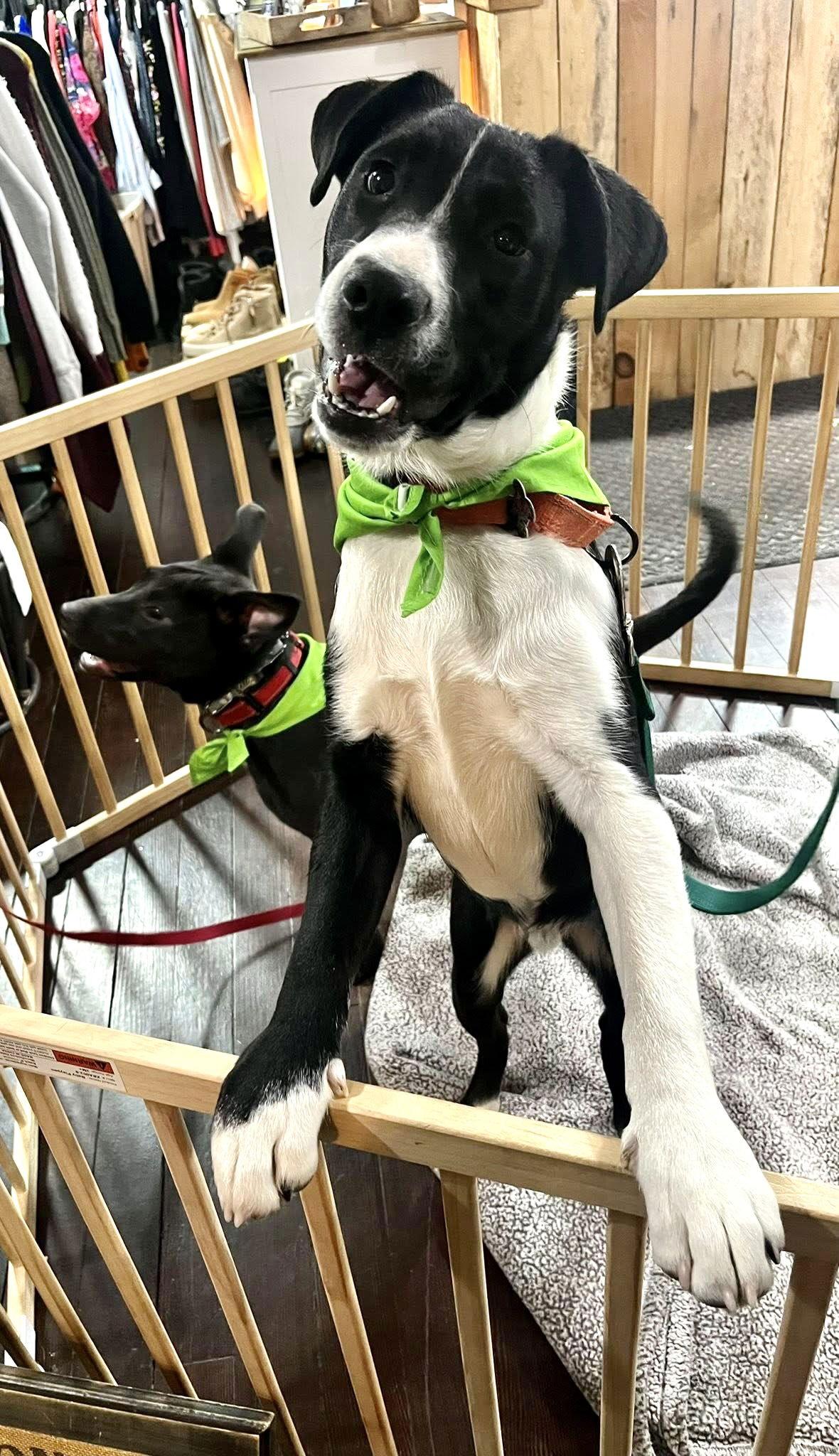 Enlarge Cosmo, a Adoptable mixed breed in Blackwood, NJ image 2/3