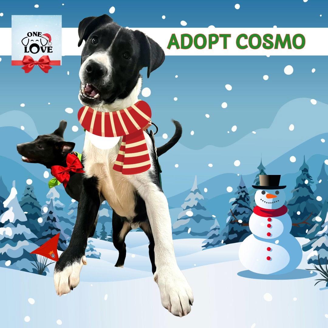 Enlarge Cosmo, a Adoptable mixed breed in Blackwood, NJ image 3/3