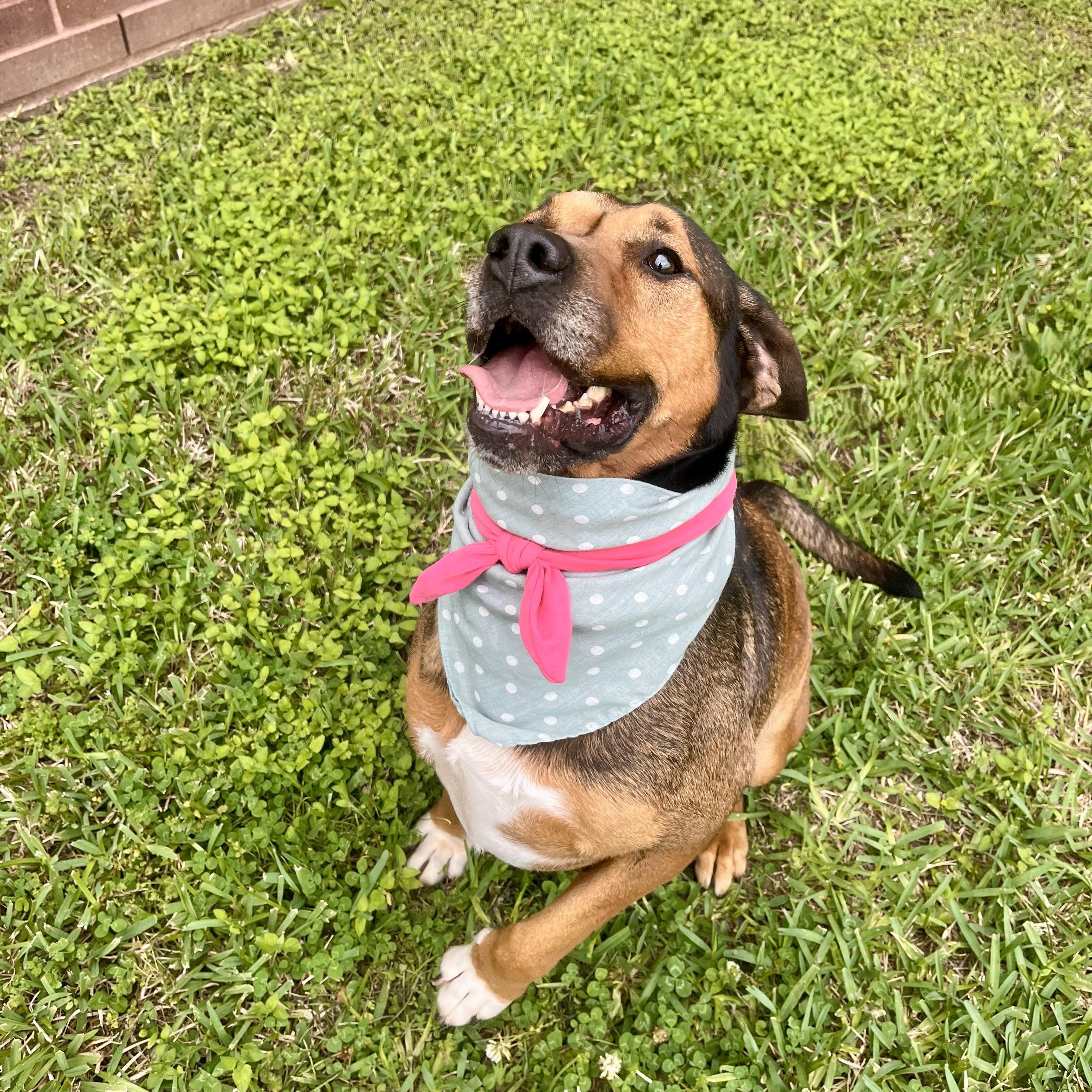 Rotini — thumbnail 4