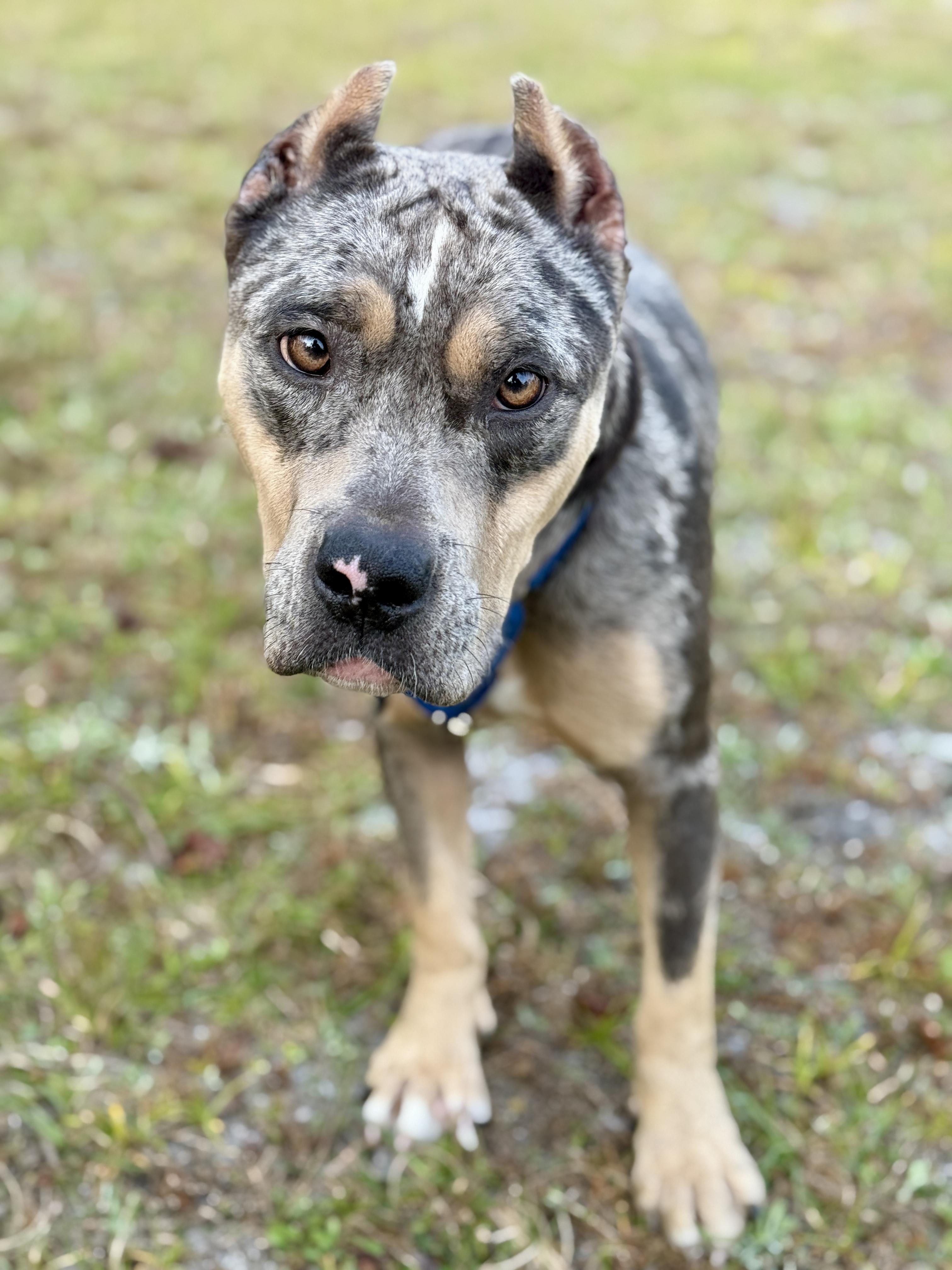 Enlarge Hazel, an adopted American Bully in Deltona, FL image 2/6