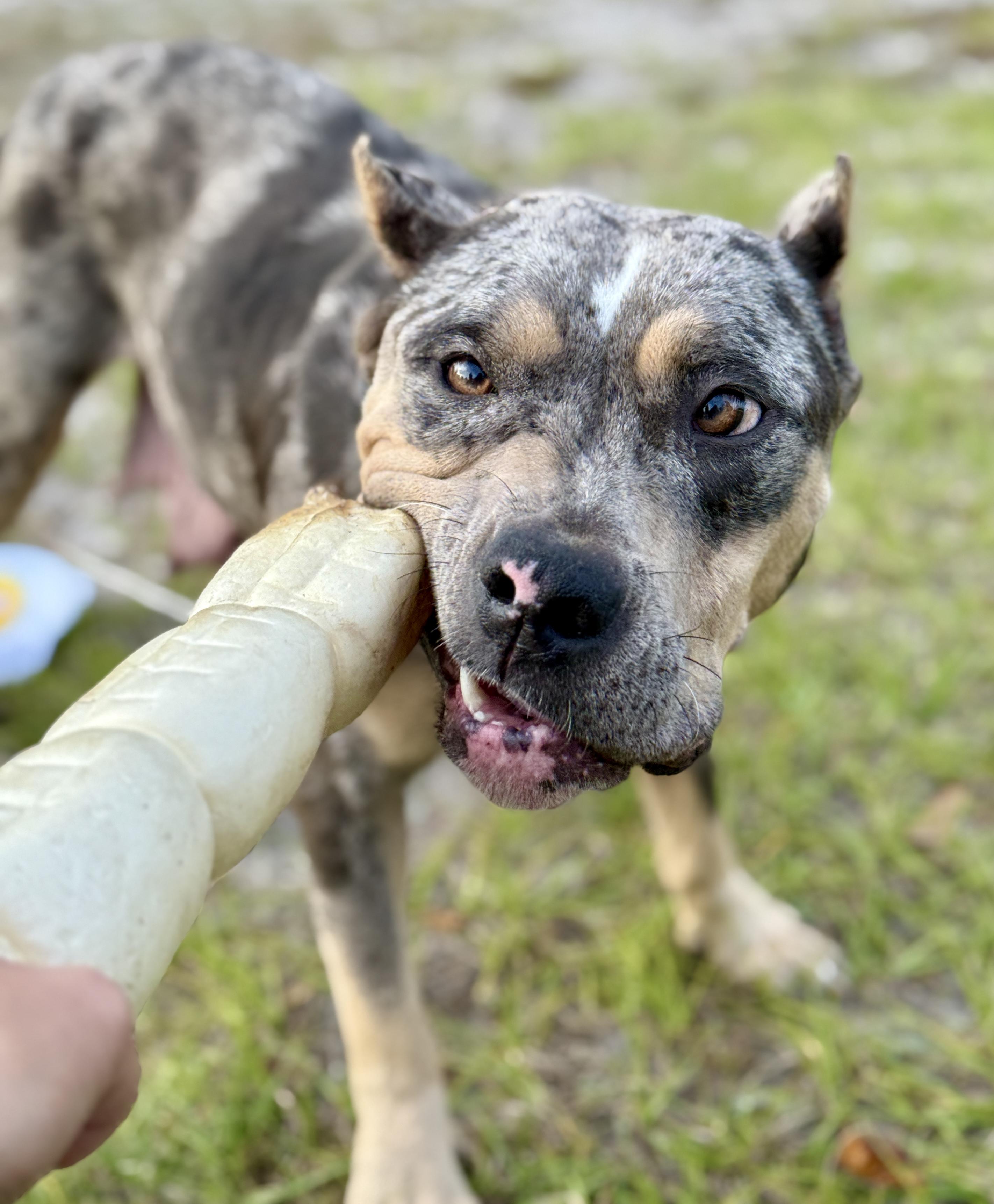 Enlarge Hazel, an adopted American Bully in Deltona, FL image 3/6