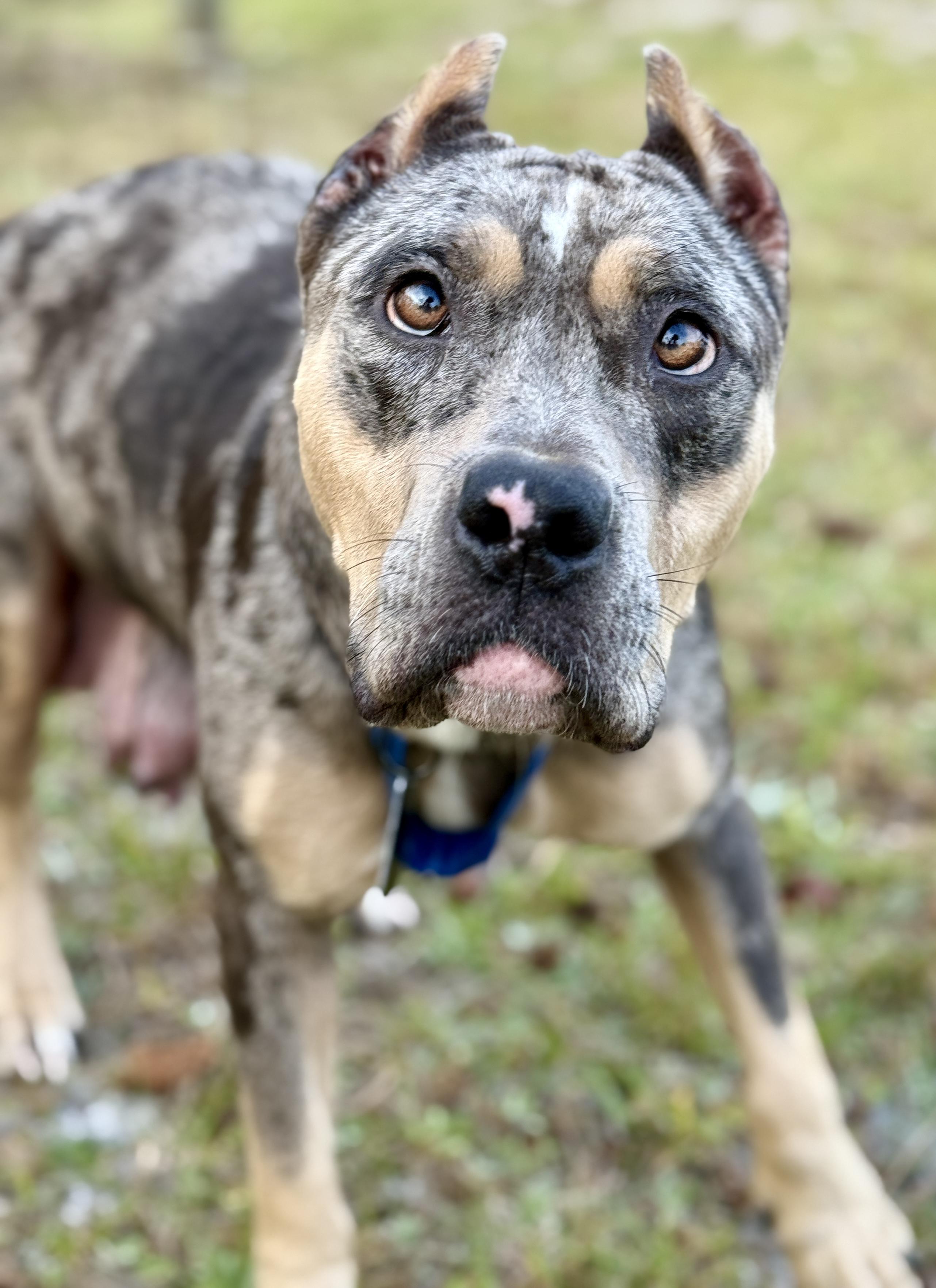 Enlarge Hazel, an adopted American Bully in Deltona, FL image 6/6