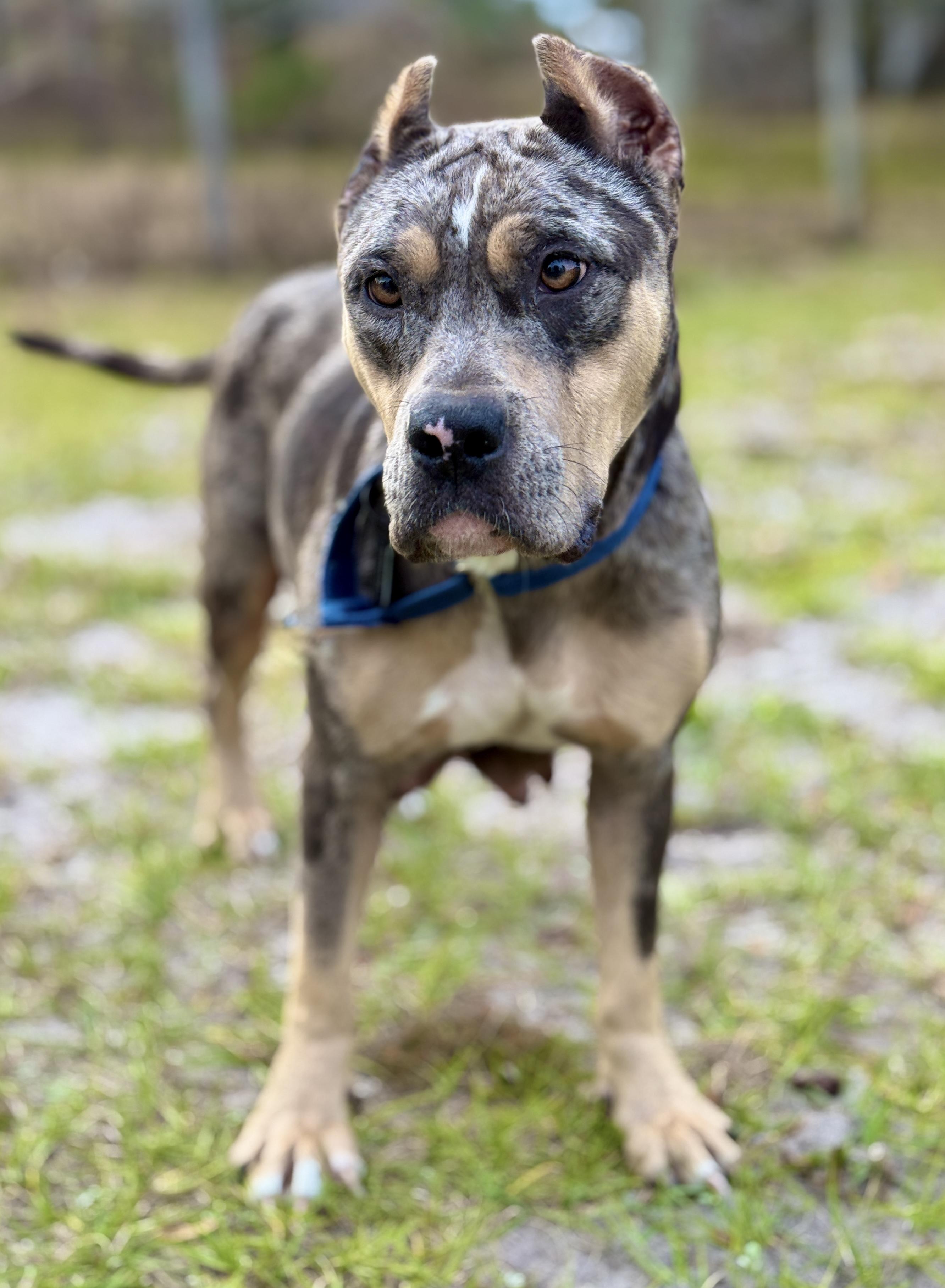 Enlarge Hazel, an adopted American Bully in Deltona, FL image 5/6