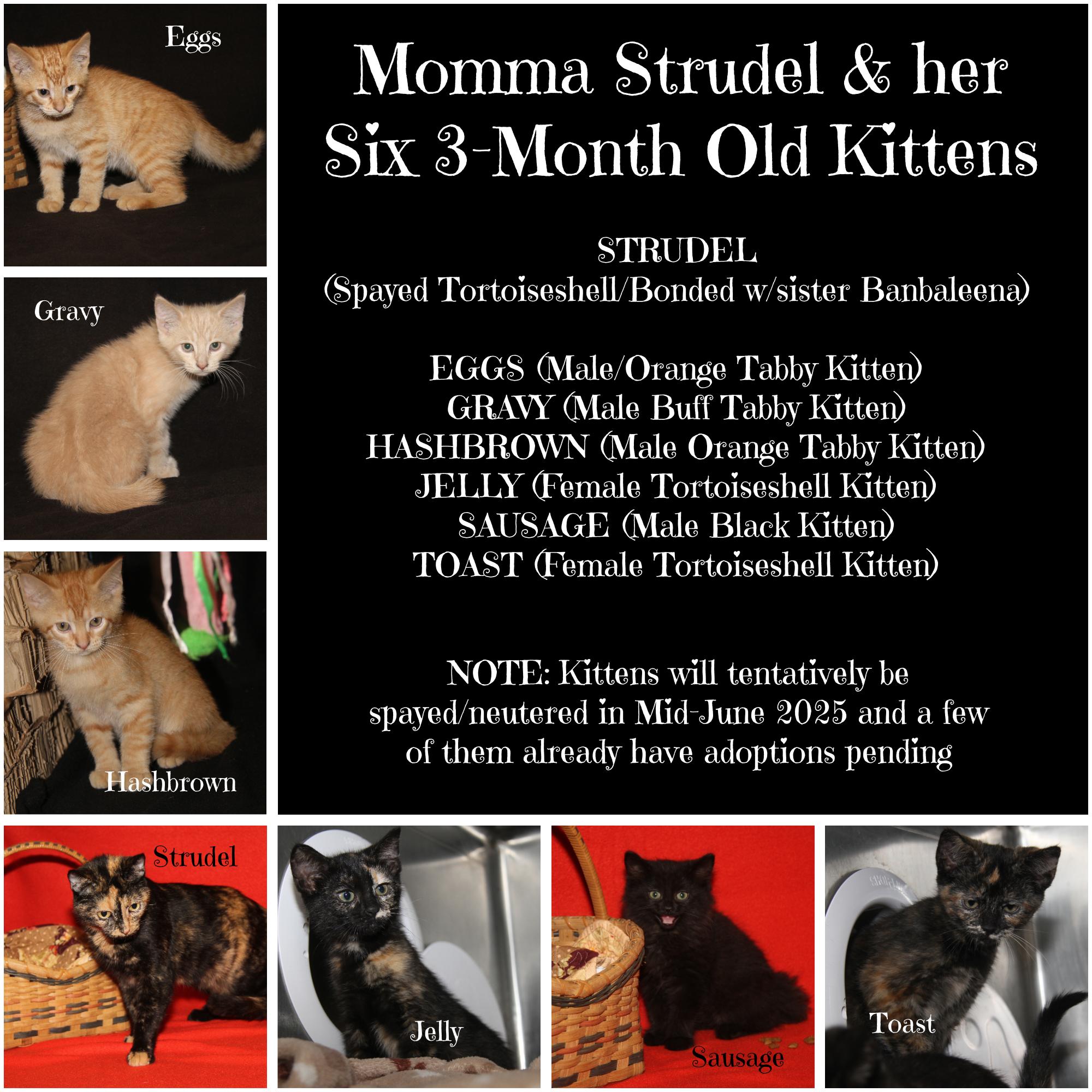 Strudel's Six 3-Month Old Kittens [Updates 8/4/2025]