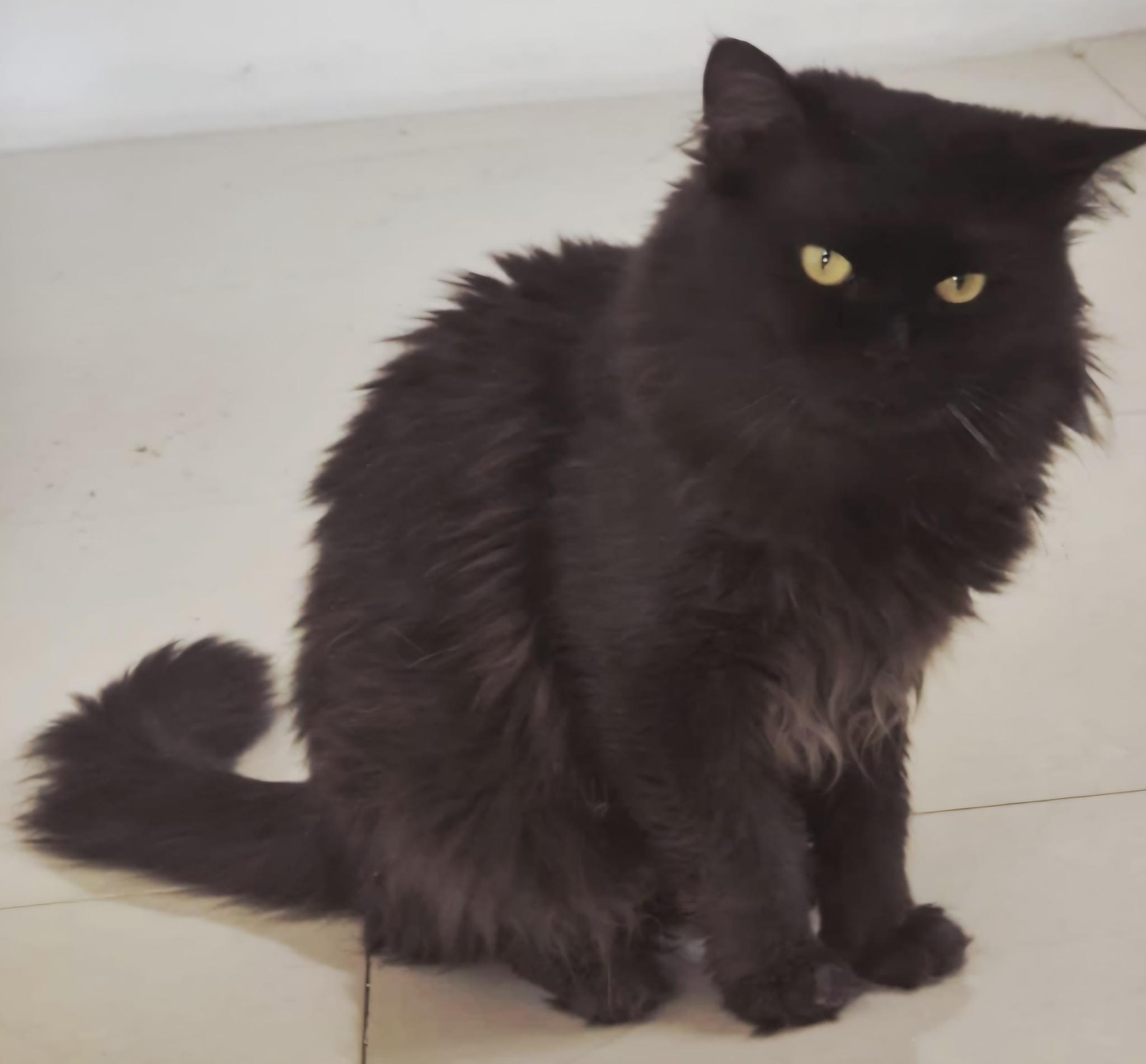 Enlarge LOKI, a Adoptable Persian in Snow Hill, MD image 2/6