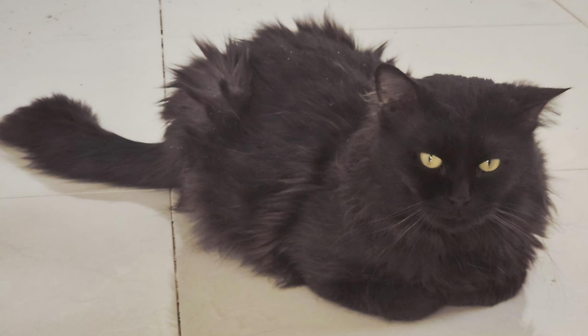 Enlarge LOKI, a Adoptable Persian in Snow Hill, MD image 6/6