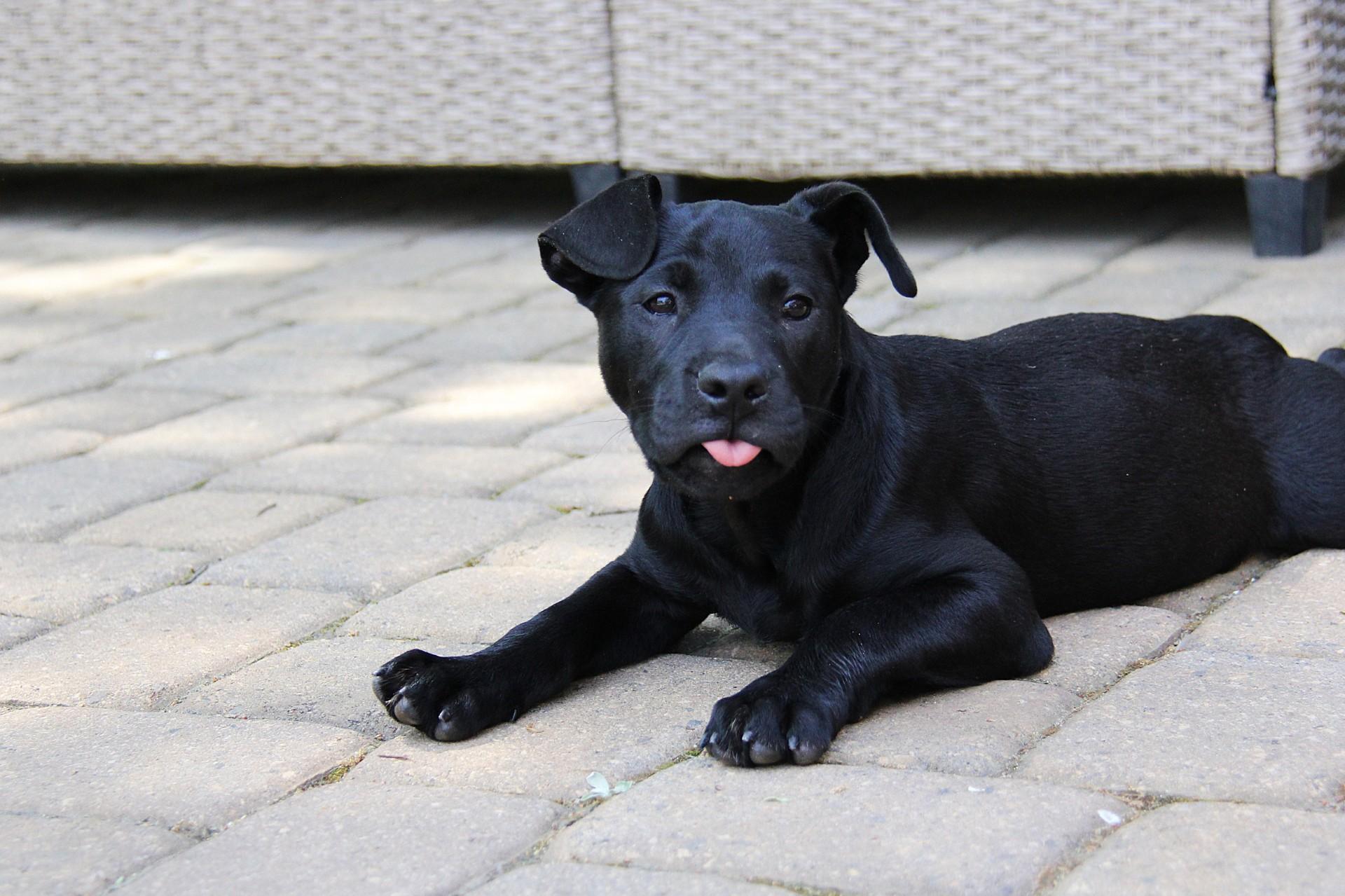Enlarge Cage, a ADOPTABLE mixed breed in Monroe, NC image 2/4