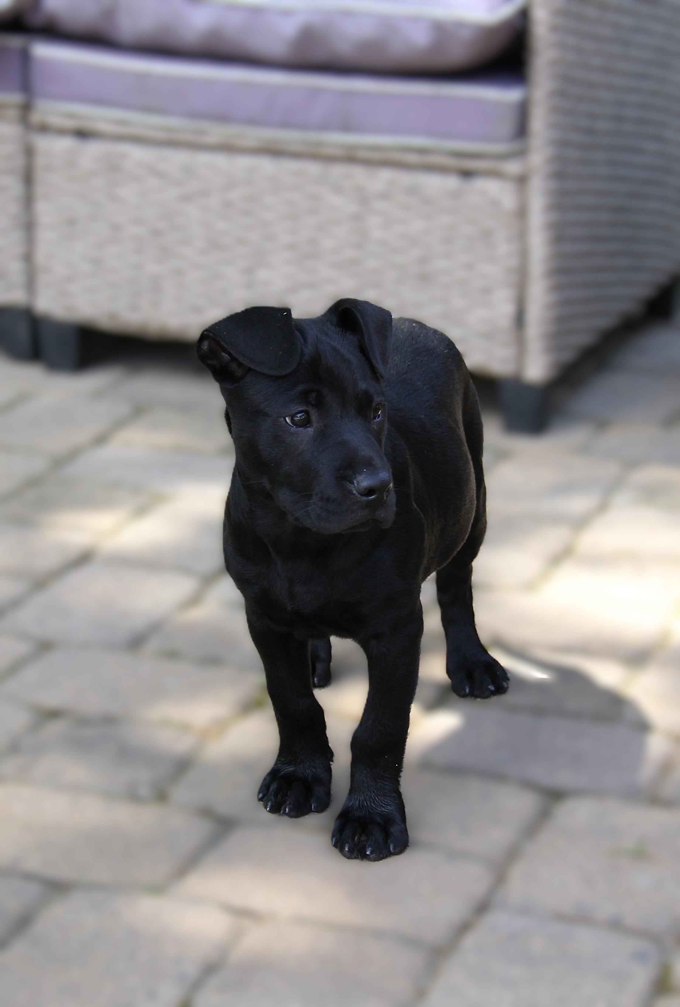 Cage, ADOPTABLE, Puppy Male Black Labrador Retriever.