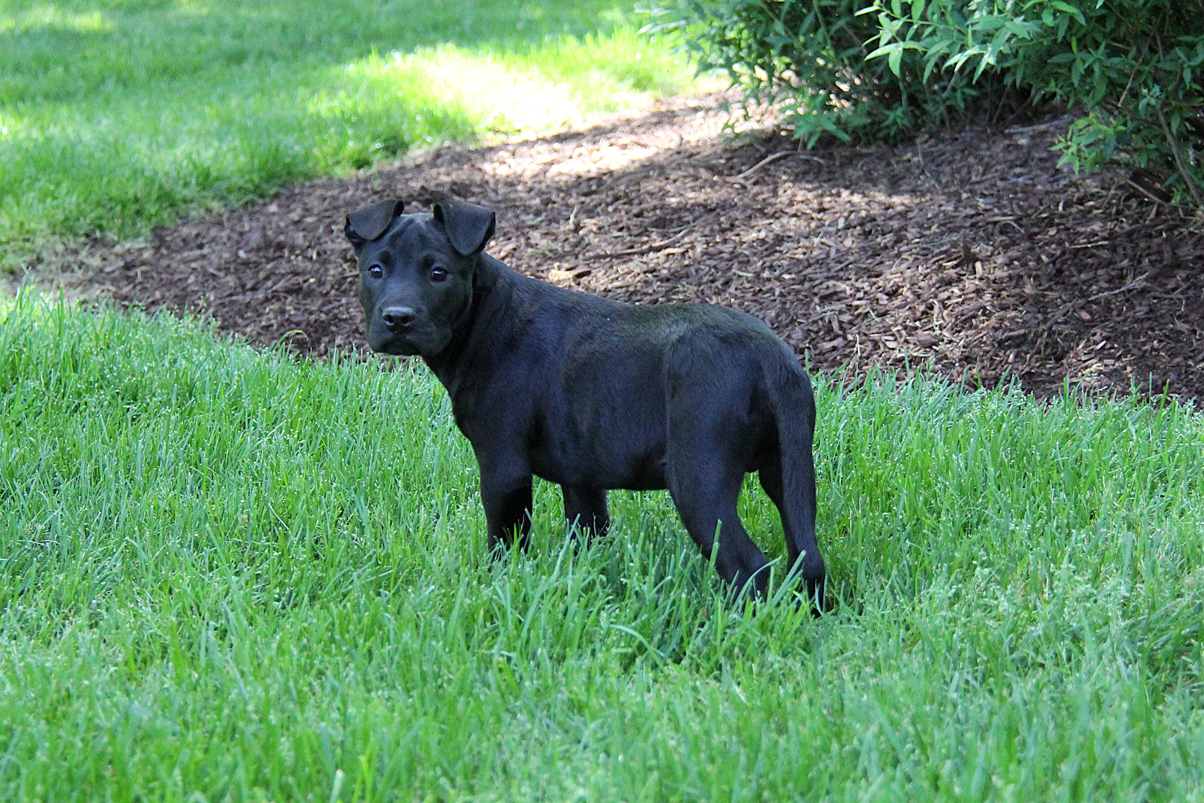 Enlarge Cage, a ADOPTABLE mixed breed in Monroe, NC image 3/4