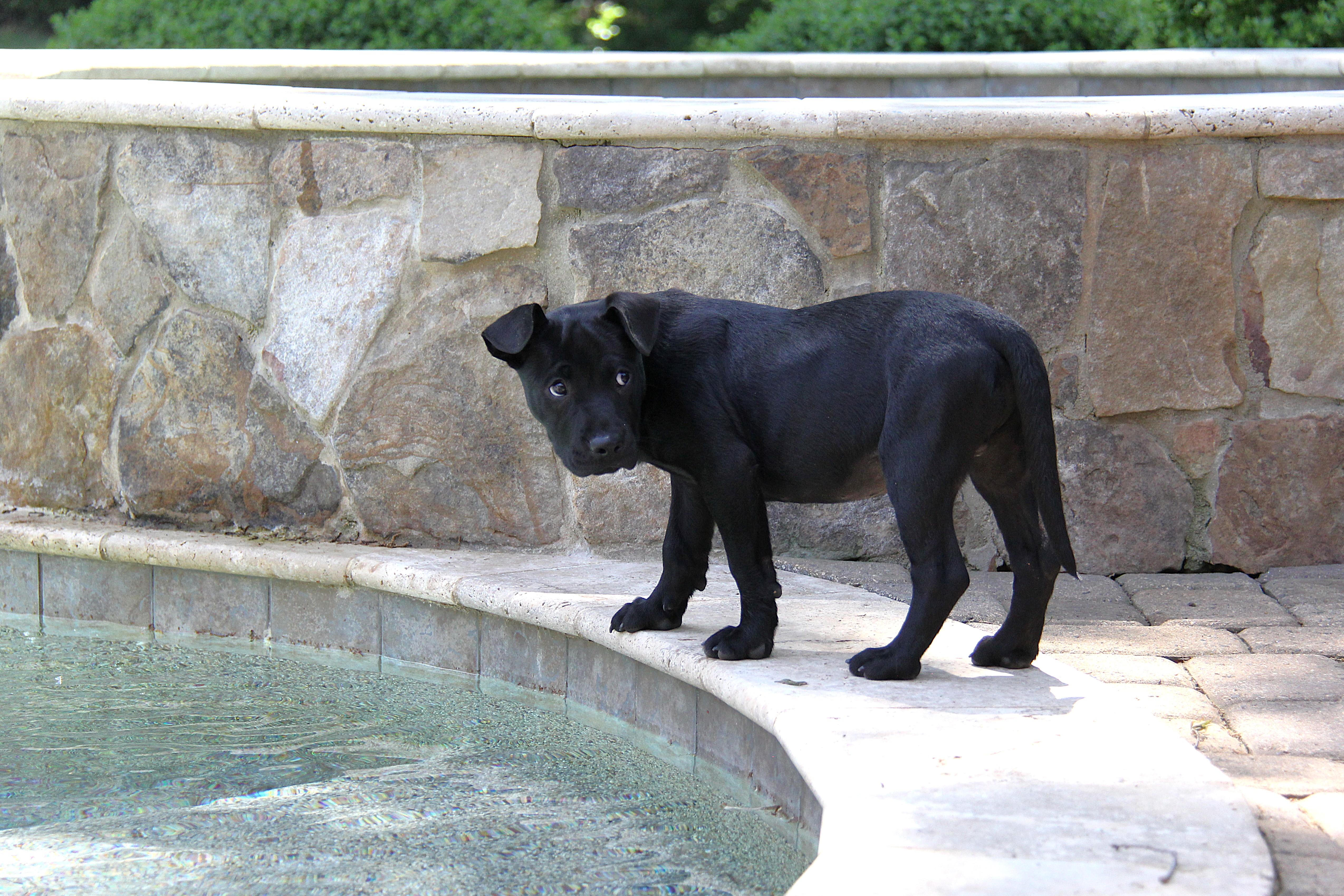 Enlarge Cage, a ADOPTABLE mixed breed in Monroe, NC image 4/4