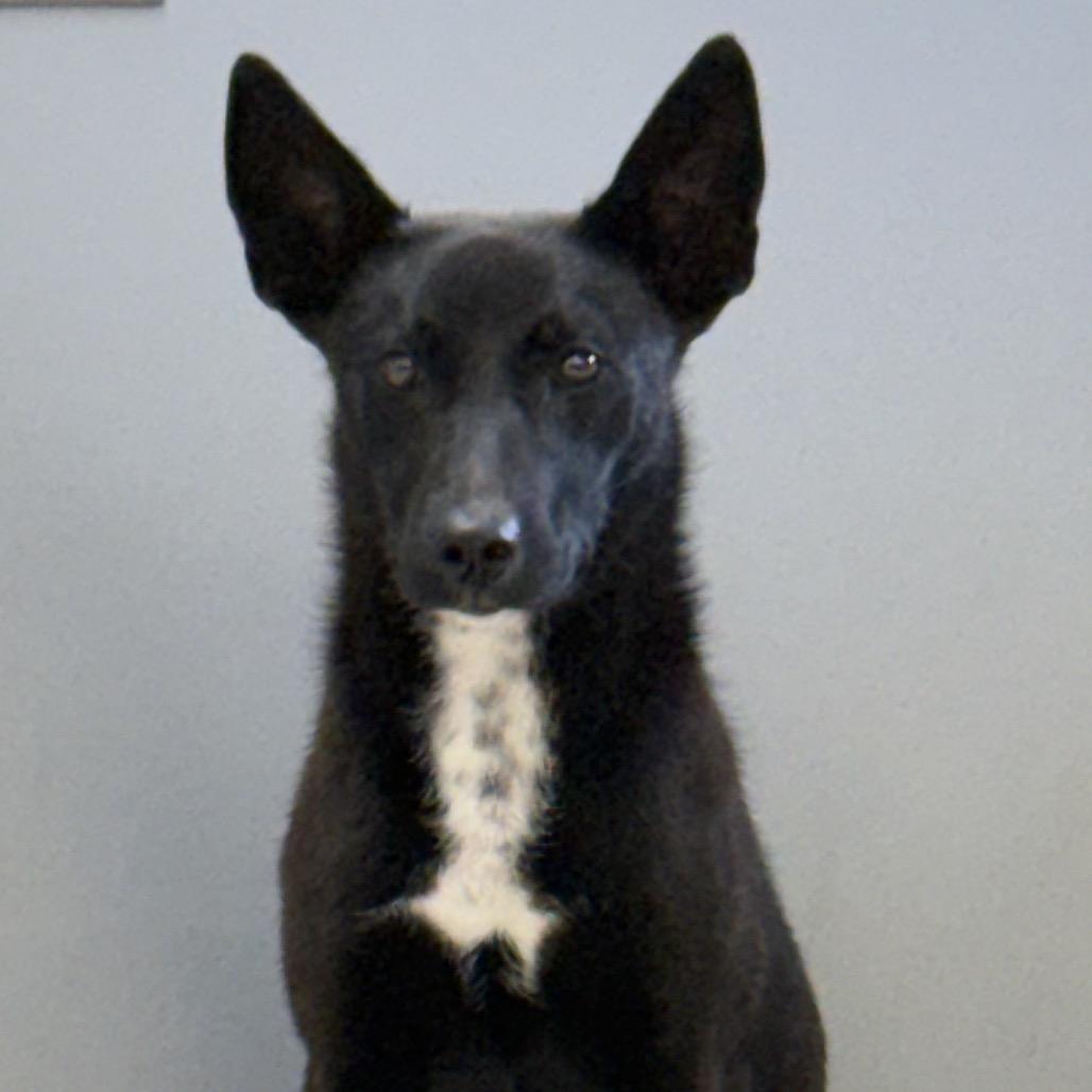 Maddie, Adoptable, Young Female Australian Kelpie.