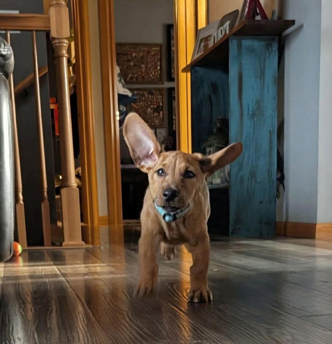 Enlarge Beckham, a Adoptable Doberman Pinscher in Buffalo, MN image 1/3