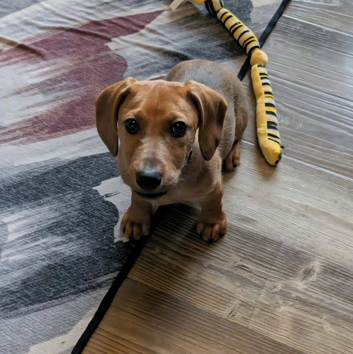 Enlarge Beckham, a Adoptable mixed breed in Buffalo, MN image 1/3