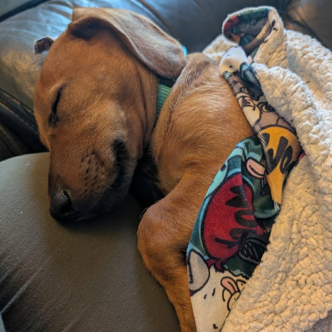 Enlarge Beckham, a Adoptable mixed breed in Buffalo, MN image 2/3