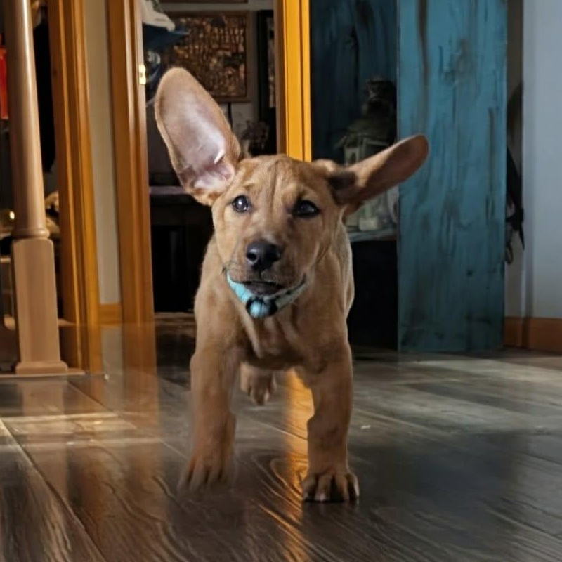 Enlarge Beckham, a Adoptable mixed breed in Buffalo, MN image 3/3
