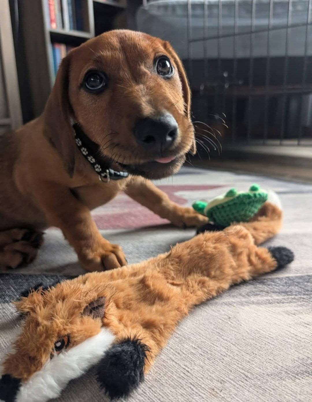 Enlarge Beckham, a Adoptable Doberman Pinscher in Buffalo, MN image 2/3