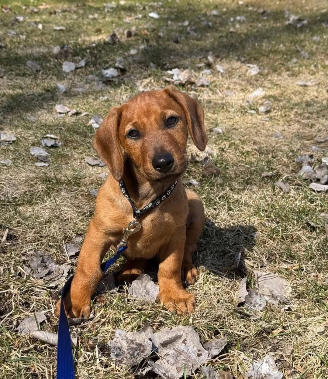 Enlarge Beckham, a Adoptable Doberman Pinscher in Buffalo, MN image 3/3
