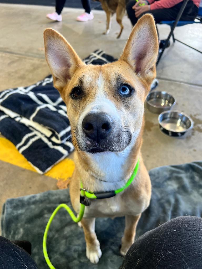 Enlarge Nyx, a Adoptable mixed breed in Pierceton, IN image 1/6