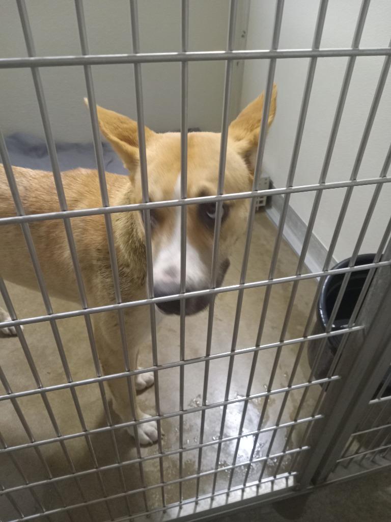 Enlarge Nyx, a Adoptable mixed breed in Pierceton, IN image 2/6