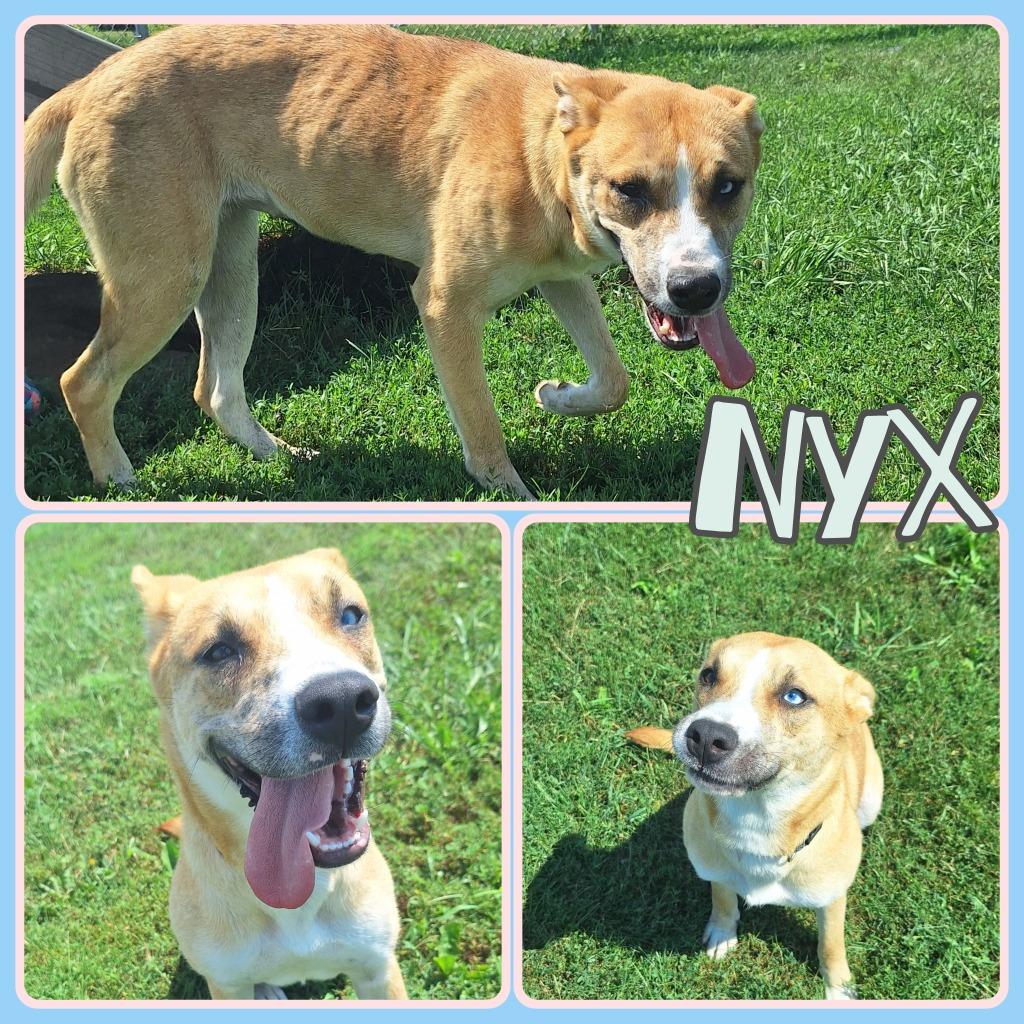 Enlarge Nyx, a Adoptable mixed breed in Pierceton, IN image 3/6