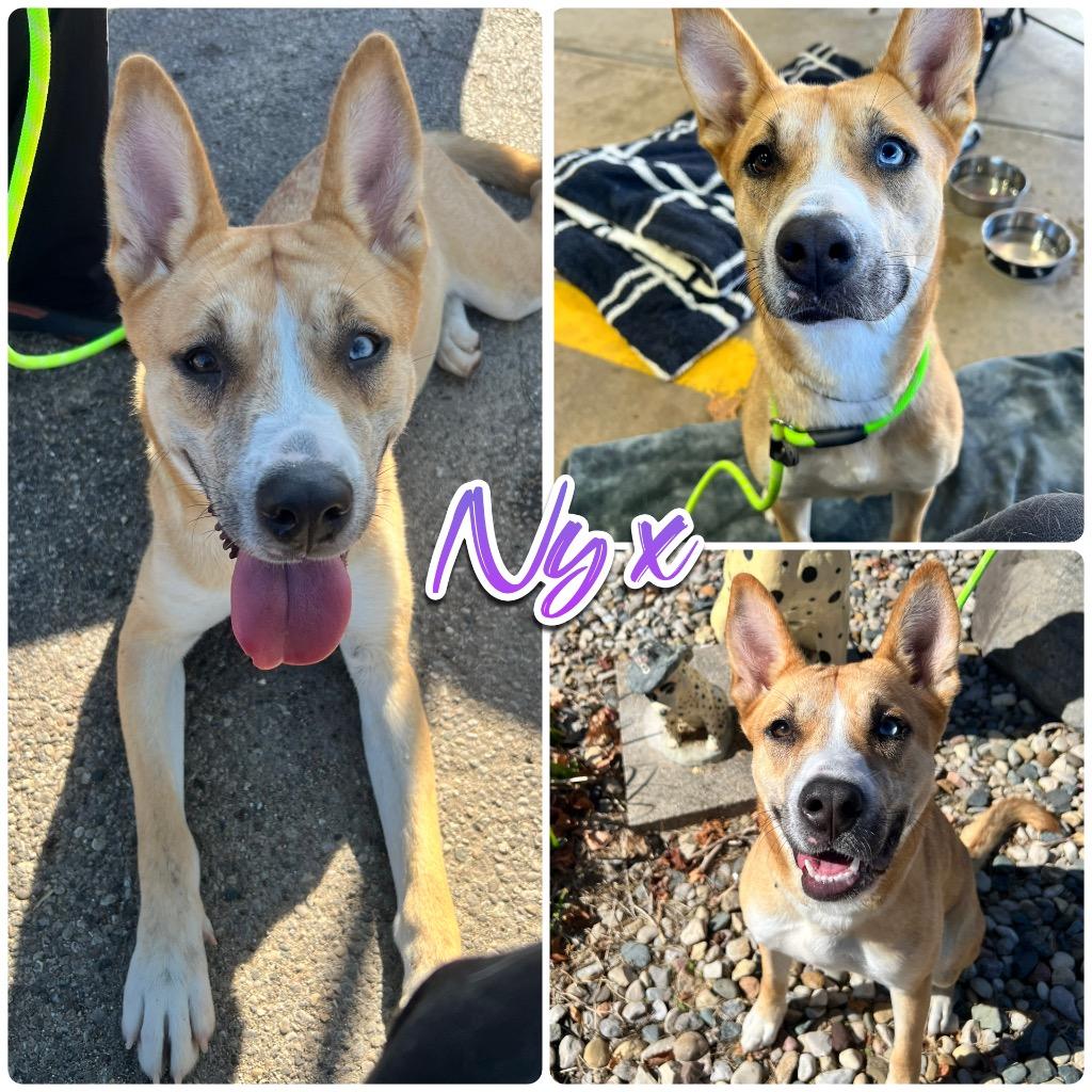 Enlarge Nyx, a Adoptable mixed breed in Pierceton, IN image 4/6