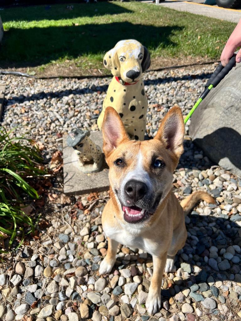 Enlarge Nyx, a Adoptable mixed breed in Pierceton, IN image 5/6