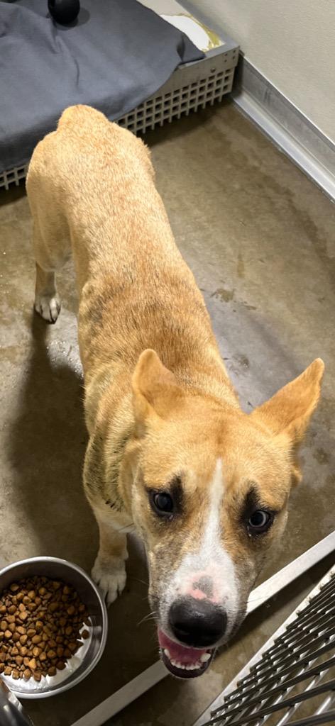 Enlarge Nyx, a Adoptable mixed breed in Pierceton, IN image 6/6