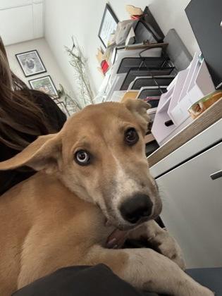 Enlarge Chalupa, a Adoptable mixed breed in Fresno, CA image 1/1