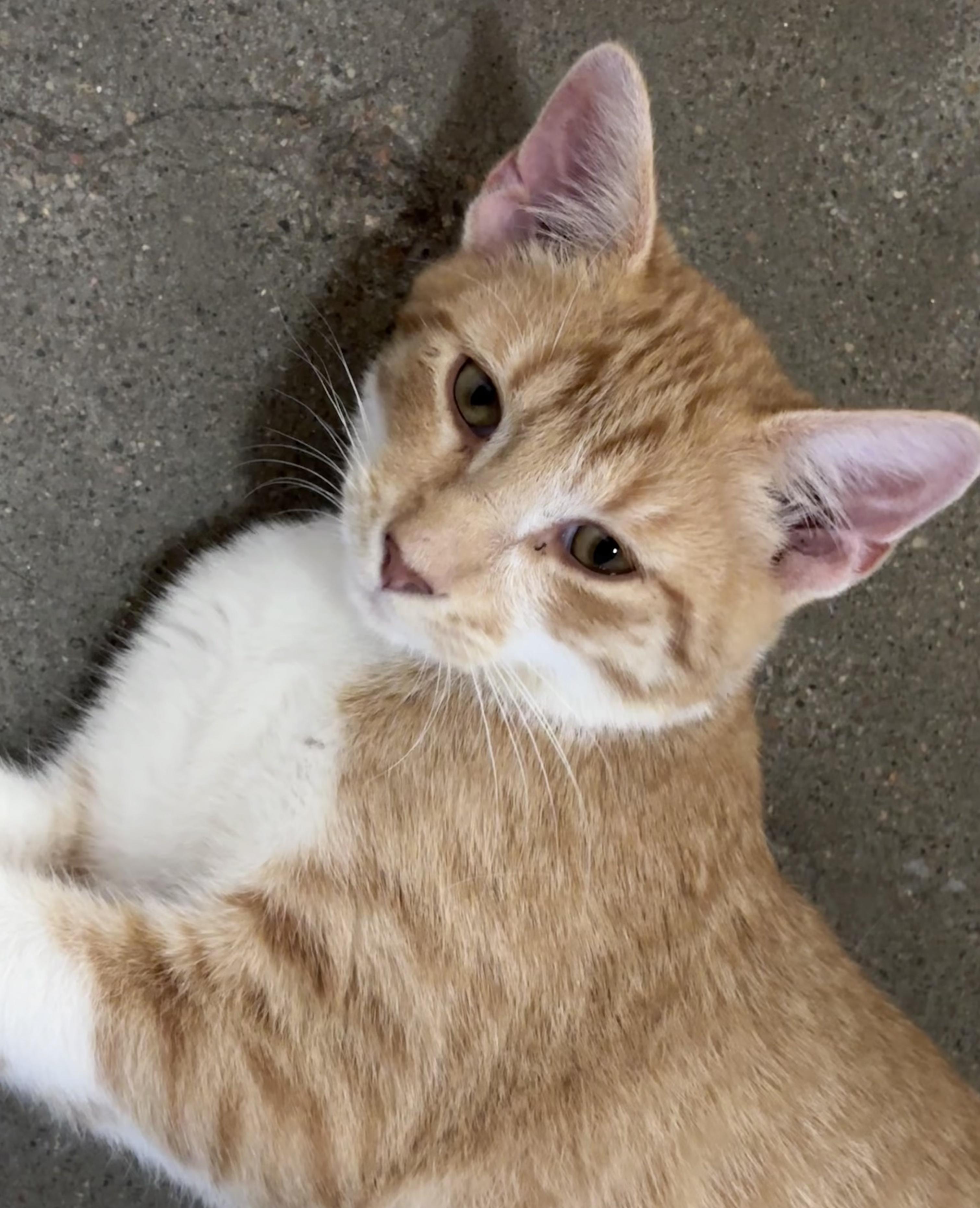 Garth, ADOPTABLE, Kitten Male Domestic Short Hair.