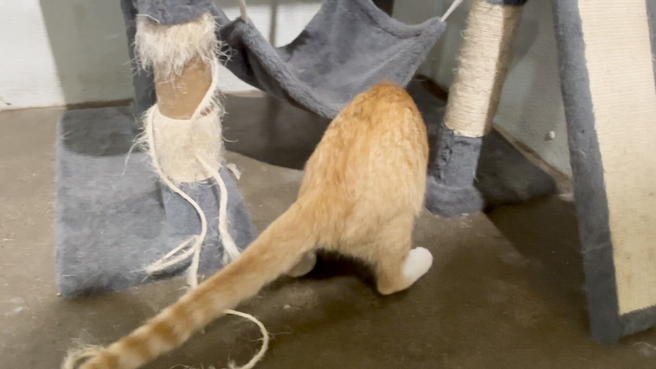 Enlarge Garth, a ADOPTABLE Domestic Short Hair in Shenandoah, IA video 2/2