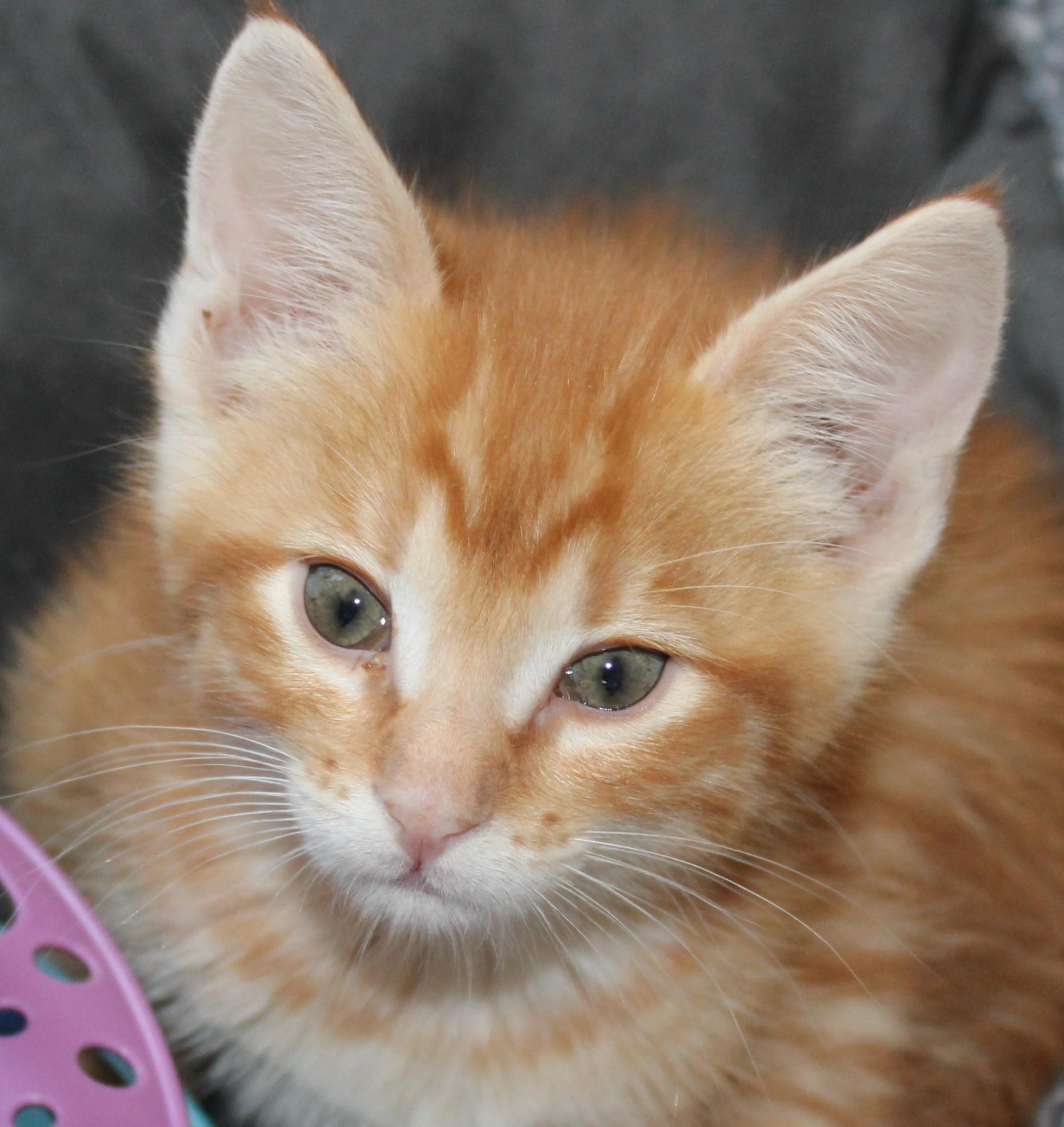 Mac & Cheese, Baby Male unknown