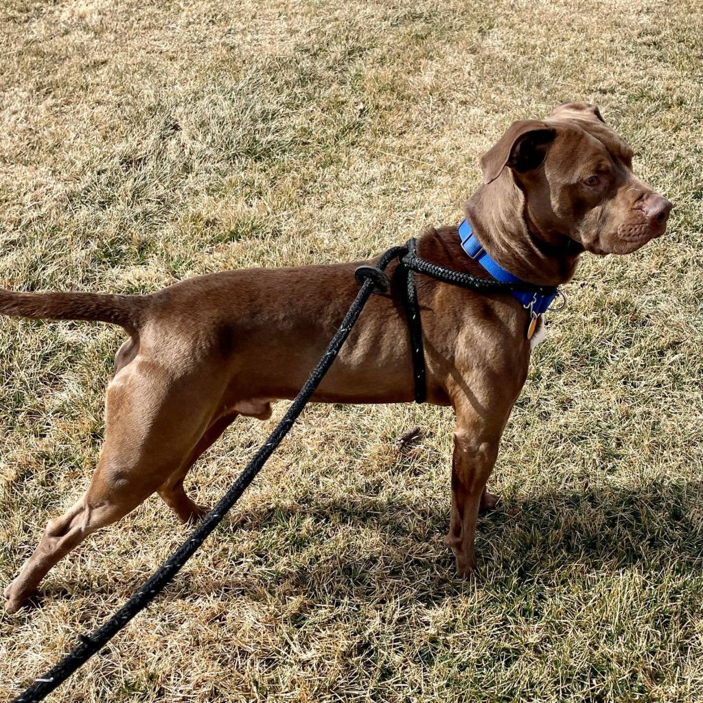 Tommy — thumbnail 2