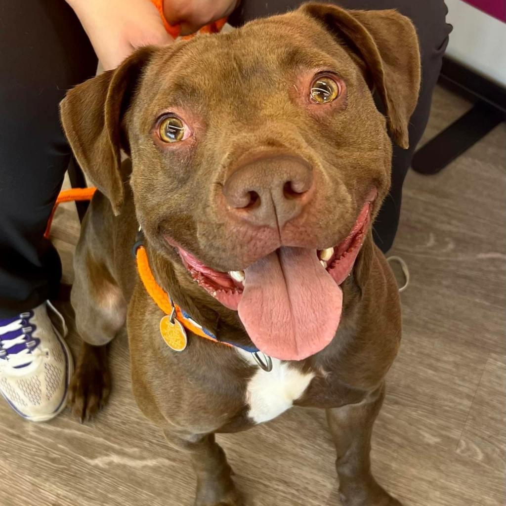 Tommy — thumbnail 3